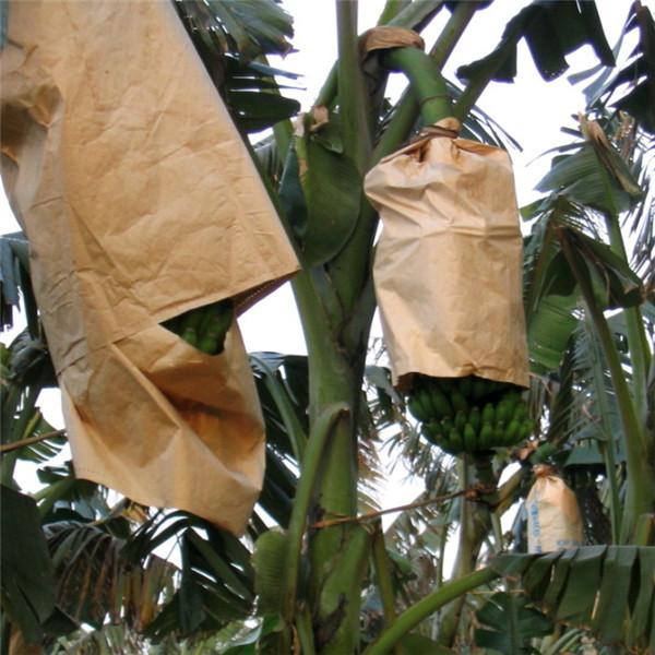 Banana growing paper bag factory directly sale - 104403315