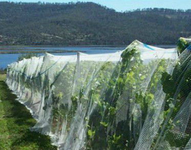 Buy cheap Anti-hail HDPE Agricultural Netting product