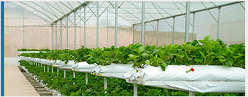 4-20mA Wall mounted temperature humidity transmitter sensor with RS485