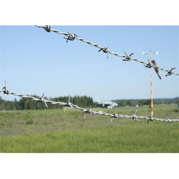 PVC Coated Hot Dipped Galvanized Barbed Wires