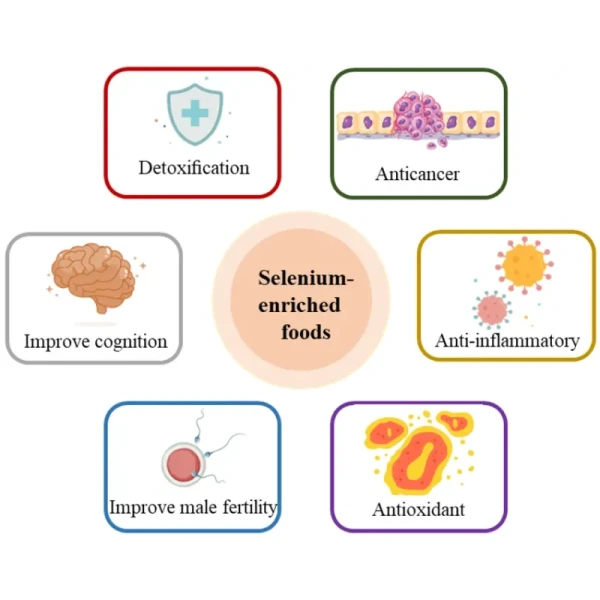 Selenium Enriched Yeast Benefits Selenium Enriched Yeast Benefits