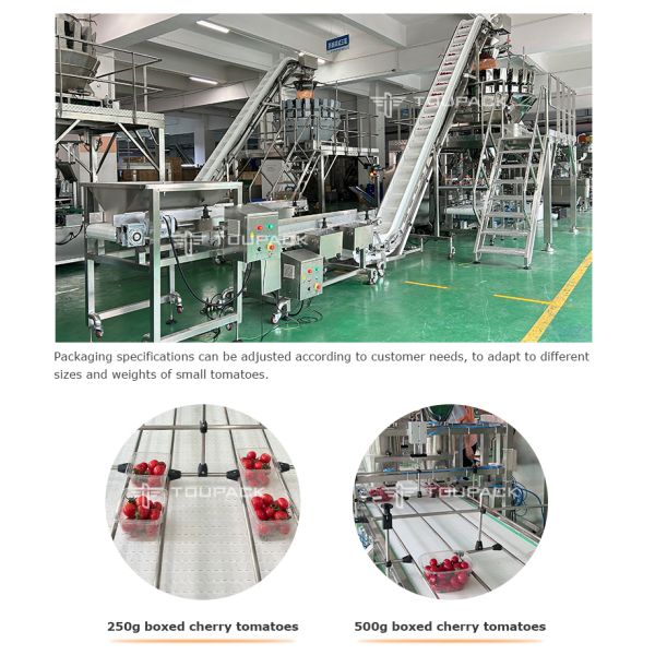 Fruit Clamshell Packaging Line Automatic Fruit Weighing And Filling Machine PET Box Fruit Packaging System