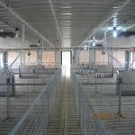 Structural Steel Poultry House for Pig or Goat Barns with high standard quality
