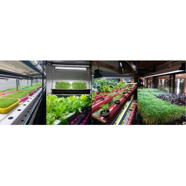 30w 2ft Vegetative LED Grow Light High Pin For Vertical Hydroponics