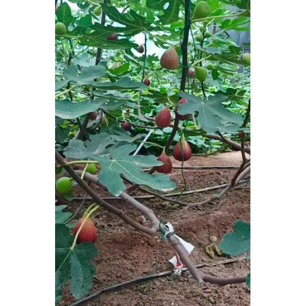 High Nutrition Healthy Dried Fruits Ficus Carica Linn Natural Progesterone FIG