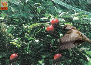 Buy cheap Green Garden Mesh Netting Polypropylene Bird Netting Hole Open 10mm * 12 Mm product