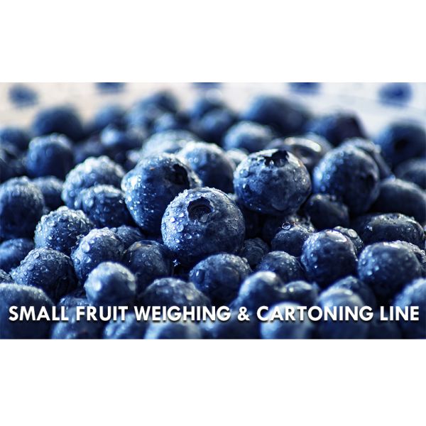 Fruit Clamshell Packaging Line Automatic Fruit Weighing And Filling Machine PET Box Fruit Packaging System