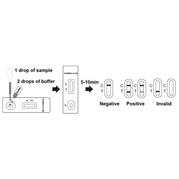 FMD Porcine Test Kit Foot And Mouth Disease Virus A Antibody Test