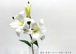 High Imitation Multiple Artificial Lily Flower Branch With 2 Flowers And A Bud