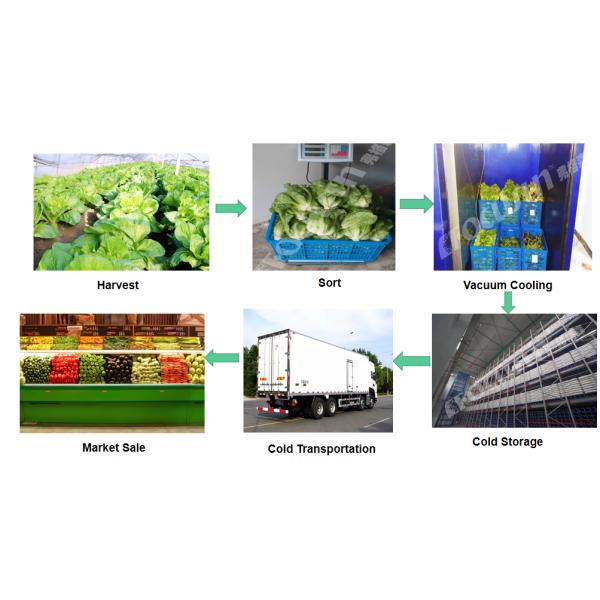 Leafy Vegetables Vacuum Cooler Bock Compressor -5C 5C Temperature Fast Cooling Machine