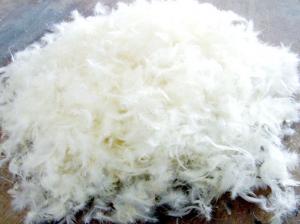Buy cheap Duck Feather For Quilt Filling Material Soft / Natural Allergy Free product