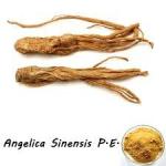 100% Natural Extract Angelica Root Extract Promotes Heart and Helps Fight Stress
