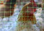 1.2 M Height Poultry Netting, Plastic Poultry Netting, Green Plastic Net Fencing