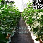 Export Weed Control cover Fabric used in green house landscaping mat agriculture