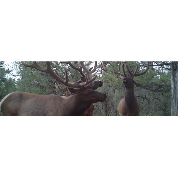 NA Elk