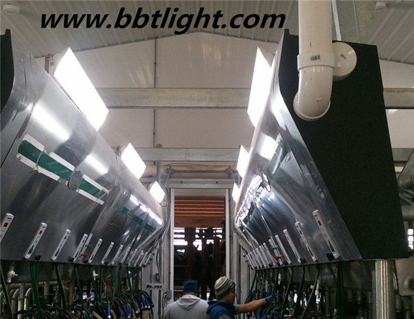 3 or 5 years warranty of 1200mm Led Linear Light with ETL approval