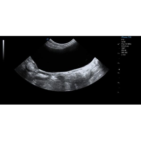 Close-up view of veterinary ultrasound machine probes and interface