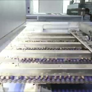 Intelligent High Capacity Chestnut Sorting Machine 304 Stainless Steel Smart