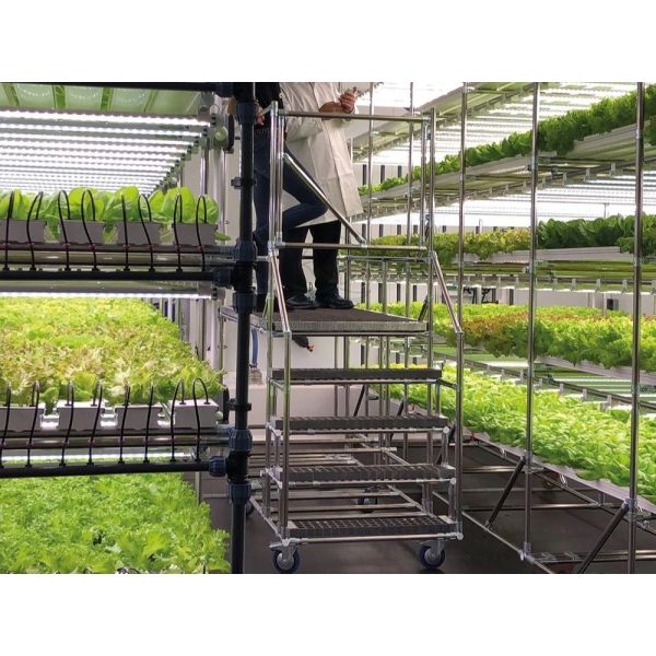 Automated Multi-layer Vertical NFT Hydroponic System with Integrated LED Lighting for Soilless Cultivation