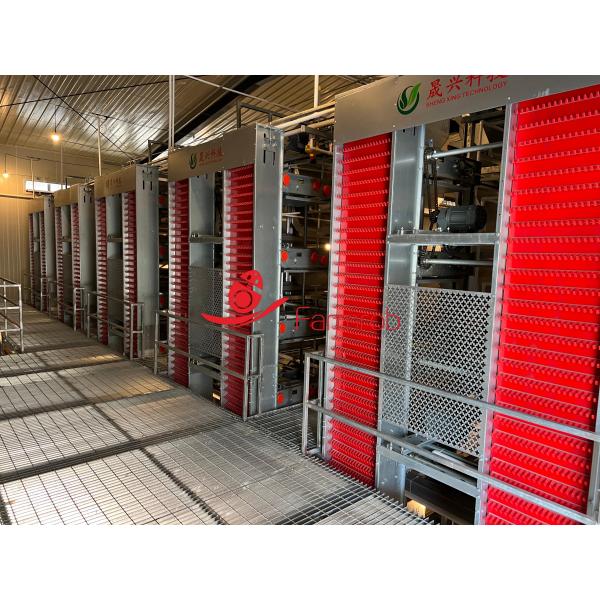 Scientific Management Layer Chicken Cage System for Large Scale