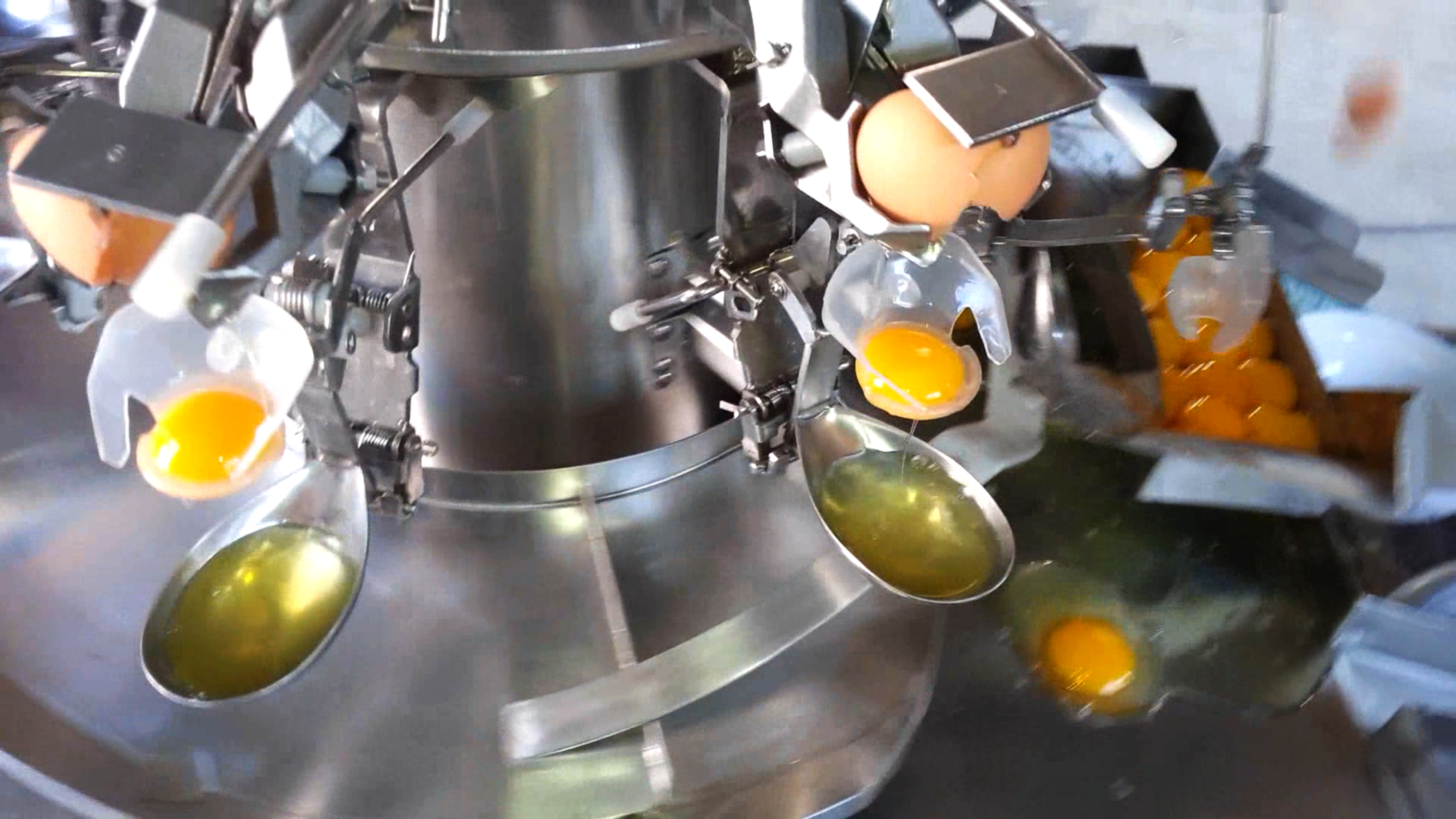 Egg Yolk And Egg White Extracting Machine In The Egg Breaking Machine