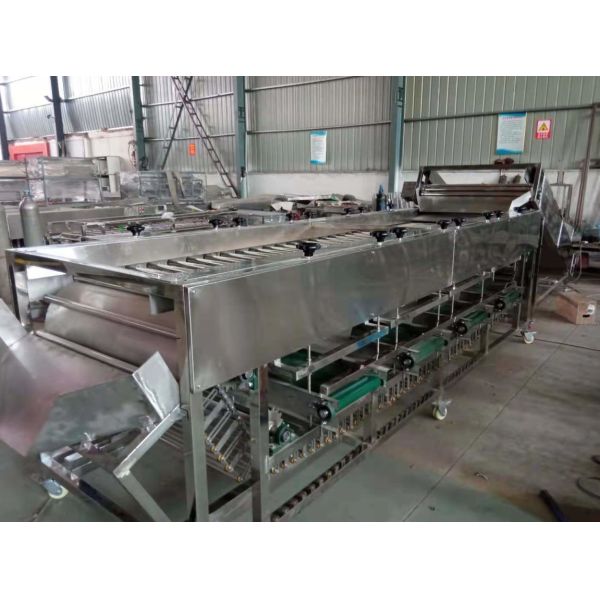 potato grading machine, potato sorting machine, potato sorter, potato grader