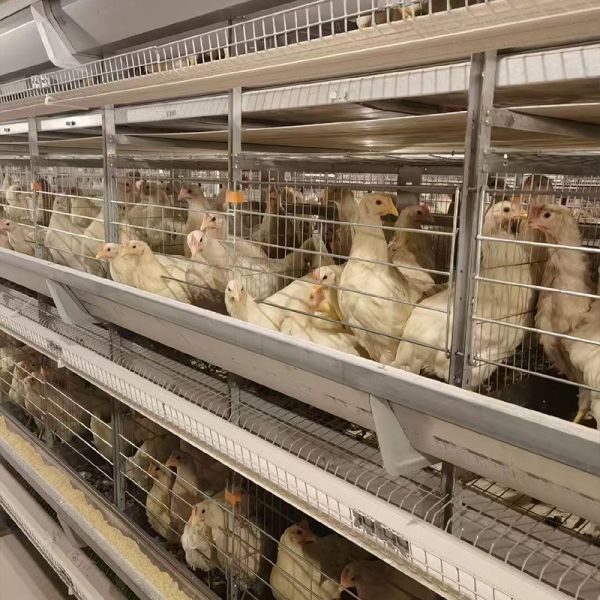 H Type Automatic System Chicken Cage layer Poultry Farming Equipment