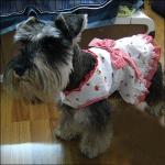 Maltese Fashion Princess Personalized Dog Clothes with Bowknot