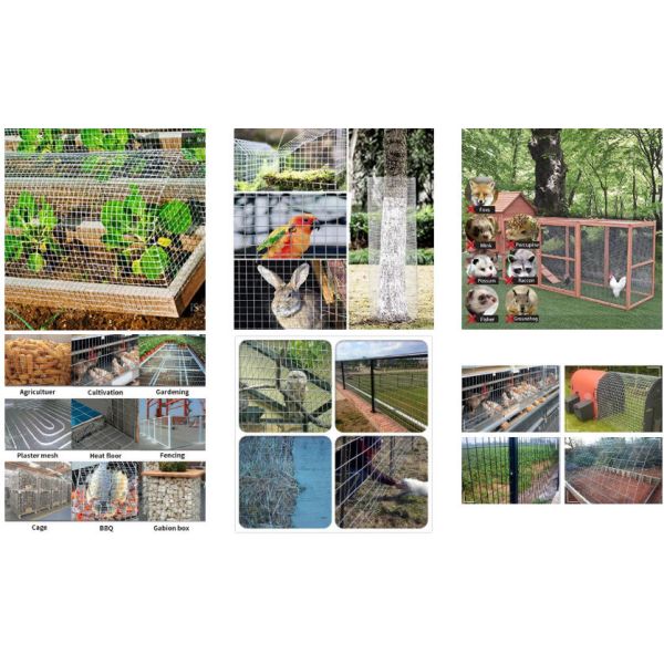 Plastic Coated Welded Wire Mesh Roll 2x2 Galvanized Welded Wire Mesh