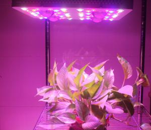 Buy cheap 415W LED Grow Lights Full Spectrum Growing From Vegetate To Bloom , Grow Rooms / Tents product
