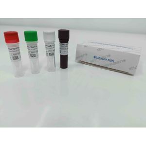Buy cheap Real Time Monkeypox PCR Test Kit With Positive / Negative Control product