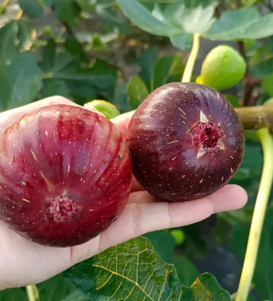 High Nutrition Healthy Dried Fruits Ficus Carica Linn Natural Progesterone FIG